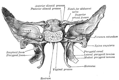 The Sphenoid Bone Human Anatomy
