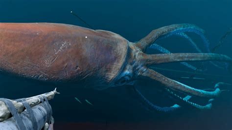 Deep Sea Humboldt Squid Giant Squid