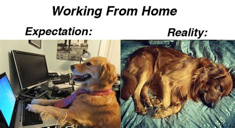 Offices are having employees work from home during the coronavirus pandemic, so these memes about working from home will brighten your virtual office. Work From Home Memes - StayHipp