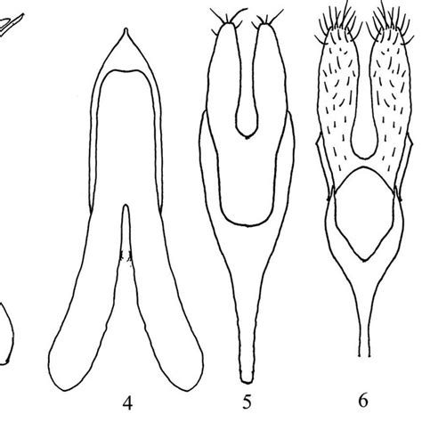 Male Reproductive Organ And Abdominal Tergites Of Strangalia Ohbayashii