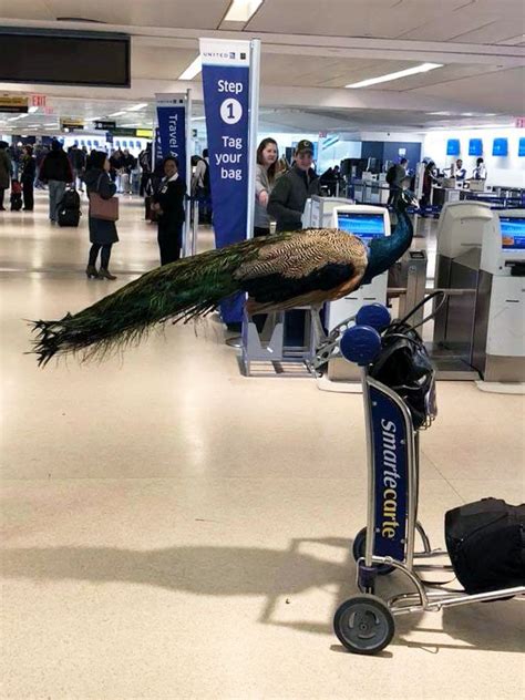 Emotional Support Peacock Banned From United Flight
