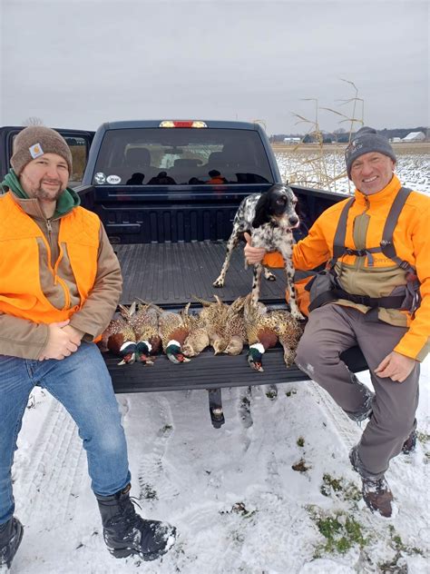 Llewellins Hunting Gould Gun Dogs