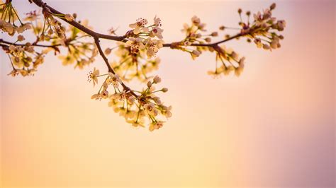 2560x1440 White Cherry Blossoms 5k 1440p Resolution Hd 4k Wallpapers