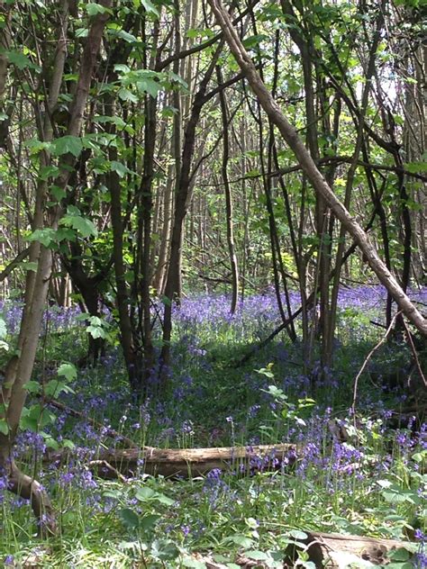 Bluebell Wood Arty Tree Trunk Landscape Wood Plants Favorite