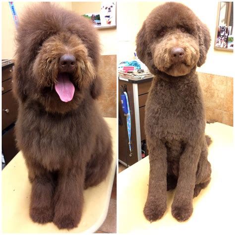 The basics of grooming a labradoodle involve bathing, clipping, trimming the nails, brushing, and even cleaning their teeth. Grooming the Labradoodle, Goldendoodle & Aussiedoodle ...