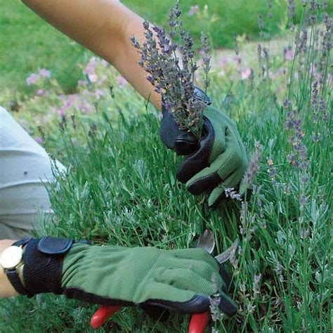 Pruning Lavender Sage And Other Subshrubs Fine Gardening Gardening