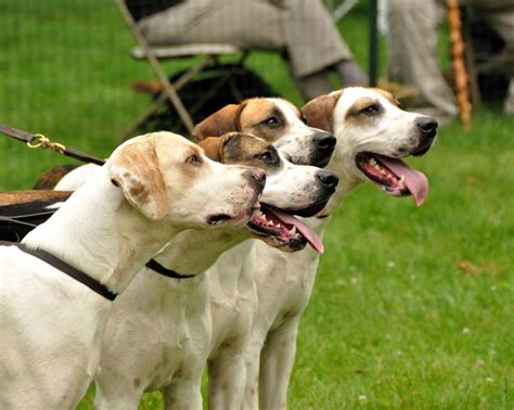 american foxhound breed guide learn   american foxhound