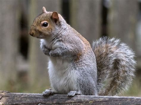 Eastern Gray Squirrels Are Native To North America And Have Been