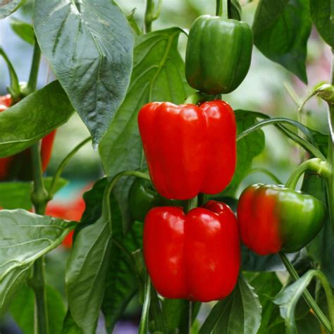 How To Grow Peppers In 5 Gallon Buckets Grow Peppers Easily