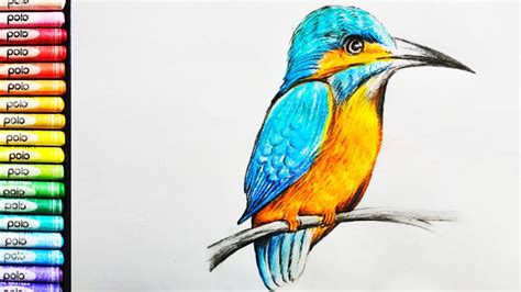 How To Draw A Kingfisher Easy Kingfisher Drawing Youtube