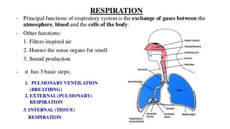 Respiration Physiology Respiratory System