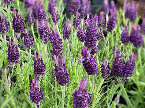 5 Fragrant Plants To Grow In Your Garden Merryhatton Garden Centre