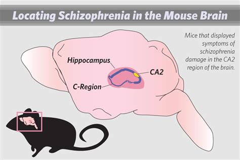 Columbia University Medical Center Researchers Use Mouse Model To Study