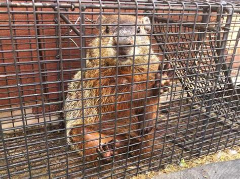 Groundhog Removal Services Finger Lakes Wildlife Control Penn Yan Ny