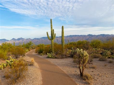 How Are Desert Plants Adapted To Survive In A Desert Cactusway