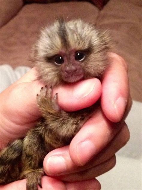 Tiny Monkey Cute Baby Monkey Pet Monkey Finger Monkey For Sale