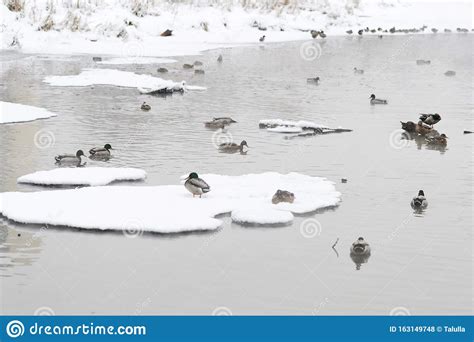 Mallard Ducks On A Snow Covered City Pond In Winter Stock Photo Image