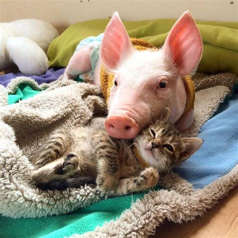 A Rescued Piglet And Kitten Are Best Friends And Its Totally Adorable