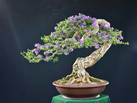 Once a week, immerse your bonsai in water until the bubbles stop reaching the surface. Pin by Janet Jacobs on Bonsai.insp2 | Bonsai tree care ...