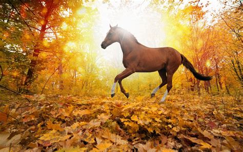 Nature Forest Leaves Fall Horse Wallpaper 1680x1050 467451