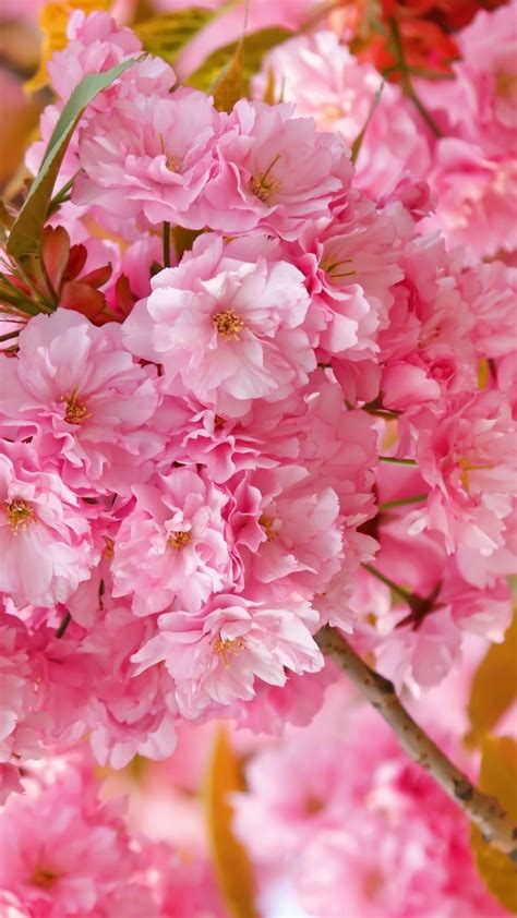 Wallpaper Sakura 4k Hd Wallpaper Cherry Blossom Pink