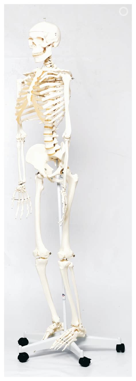 3b Scientific™ Adult Human Skeleton Includes 3b Smart Anatomy