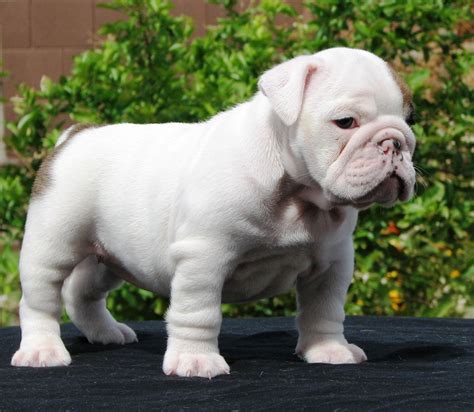 Toy Bulldog Breed Pictures Information Temperament Characteristics