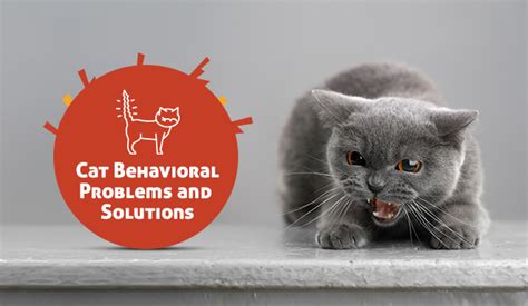 Cat Behavioral Problems And Solutions Discountpetcare