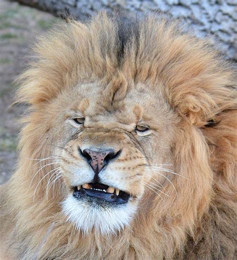 Royalty Free Angry Lion Pictures Images And Stock Photos Istock