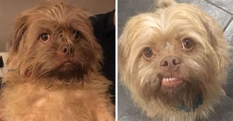 People Say These Dogs Have A Very Human Like Look On Their Faces