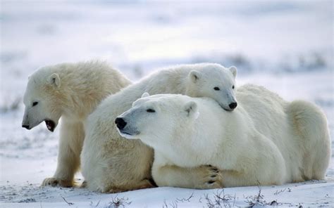 Selective Photography Of Three Polar Bears Hd Wallpaper Wallpaper Flare