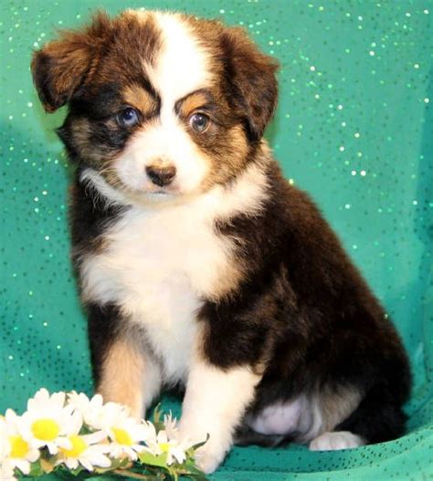 Merle aussiedoodle litters can have striking color varieties as demonstrated by the litter of six toy aussiedoodles below. BET Toy/Miniature Australian Shepherd puppies for sale to ...