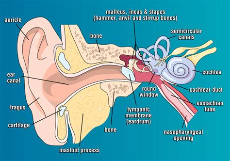 How Spring Affects Your Ears And Hearing Blog Of Kiversal