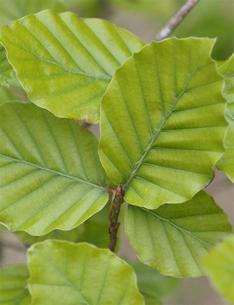 Fagus Sylvatica Beech Leaves Craspedia Muscari Anthurium Pansies