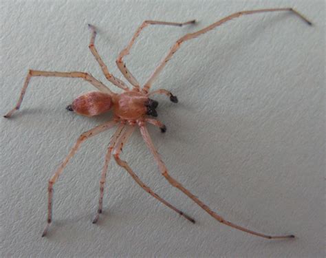 Long Legged Sac Spider Spider Control Spider Bites Spider
