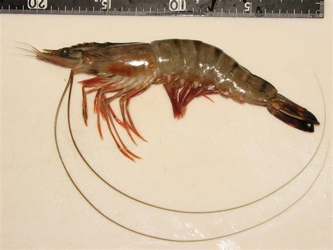 If they came from cold waters, then they will be smaller in. Prawn - Wikipedia