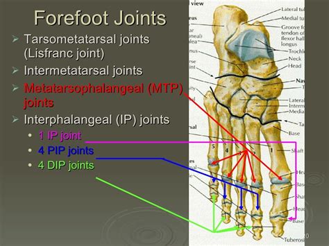 Kin191 A Ch4 Foot Toes Anatomy Fall 2007