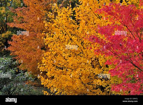 Colourful Maple Trees In Japanese Garden Showing Foliage In Autumn