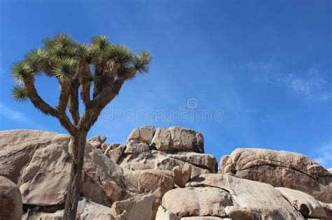 Joshua Tree National Park Desert Landscape Stock Photo Image Of Park