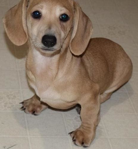 Often the dogs they have are over the age of 2. Miniature Dachshund Puppy for Sale - Adoption, Rescue for ...