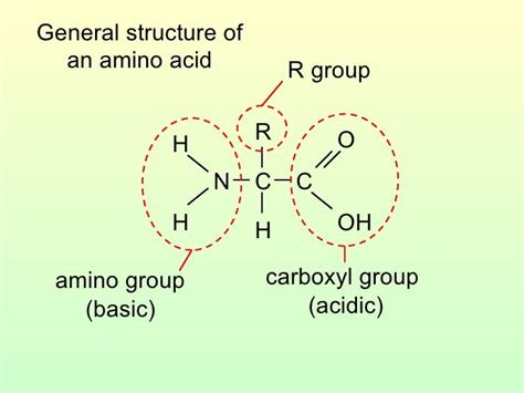 32 Amino Acids And Peptide Bonds