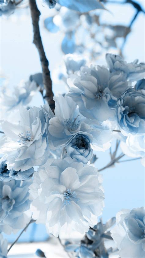 Iphone Aesthetic Blue Flower Wallpaper Wallpaper Hd New