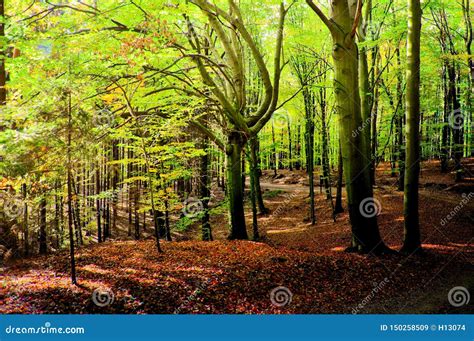 Beech Trees Forest At Autumn Fall Daylight Stock Image Image Of
