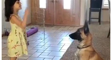 Facebook Viral La Divertida Escena Donde Un Perro Juega A Las Escondidas Con Su Pequeña Dueña