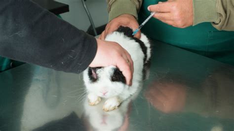 When Are Rabbit Vaccinations A Must For Your Pet