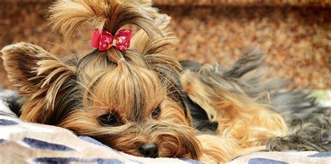 Your pet cemetery must be located: Dog Grooming salon in Palm Bay & Melbourne, Pet Groomers