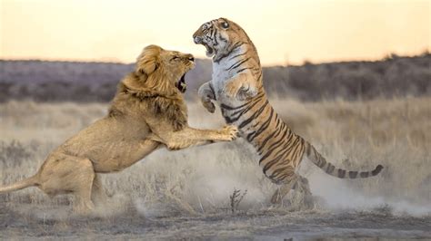 Lion Versus Tiger Rlions