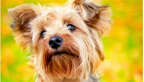 Best Hypoallergenic Dog Breeds Best For Apartments Yorkshire Terrier