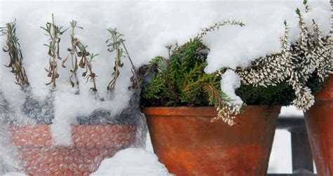 How To Hibernate Pot Plants In Winter How To Do Everything
