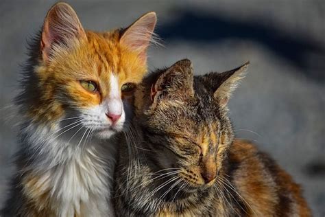 How To Help Feral Cats From Feeding And Tnr To Fostering Expert Guide
